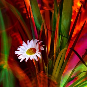 THE DAISY