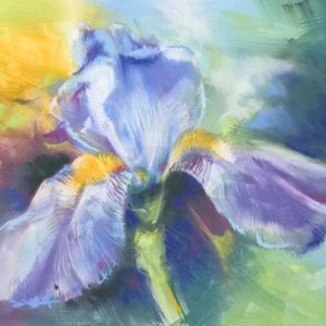 BLUE IRIS MAJESTY