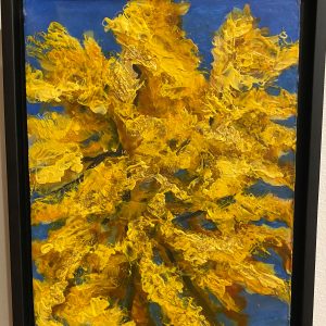 GINKGO GLORY
